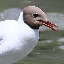 Black-headed Gull - (Larus ridibundus)