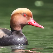 Red-crested Pochard - (Netta rufina)