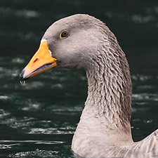 Greylag Goose