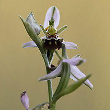 Orchis Abeille