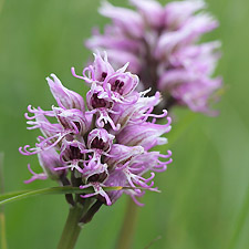 Orchis Singe