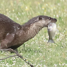 Loutres sur les rives du fleuve Strimonas