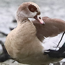 Egyptian Goose - (Alopochen aegyptiaca)