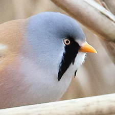 Panure  moustaches - (Panurus biarmicus)