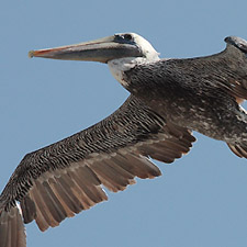 Plicans bruns - (Brown Pelican)