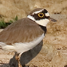 Little Ringed Plover - (Charadrius dubius)