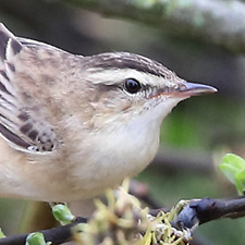 Phragmite des joncs - (Acrocephalus schoenobaenus)