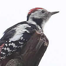 Pic mar - (Middle Spotted Woodpecker)