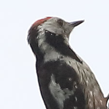 Middle Spotted Woodpecker - (Leiopicus medius)