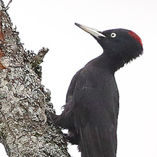 Black Woodpecker  - (Dryocopus martius)