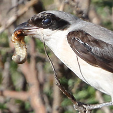 Pie-griche  poitrine rose - (Lesser Grey Shrike)