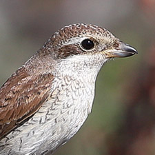 Red-backed Shrike - (Lanius collurio)