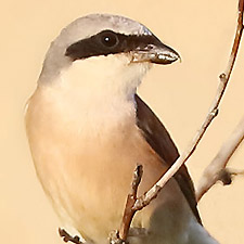 Pie-griche corcheur - (Red-backed Shrike)