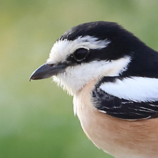 Masked Shrike - (Lanius nubicus)