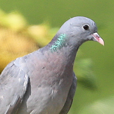 Stock Dove - (Columba oenas)