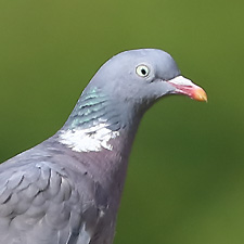 Common Woodpigeon