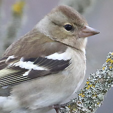 Common Chaffinch