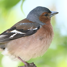 Common Chaffinch - (Fringilla coelebs)