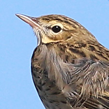 Tree Pipit - (Anthus trivialis)