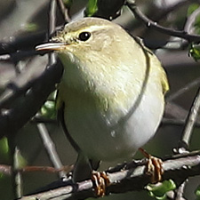 Pouillot siffleur - (Wood Warbler)