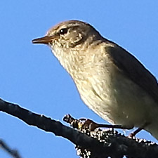 Common Chiffchaff - (Phylloscopus collybita)