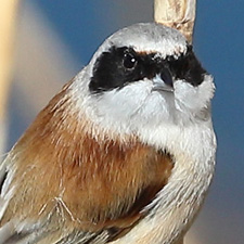 Eurasian Penduline-tit