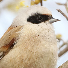 Eurasian Penduline-tit - (Remiz pendulinus)