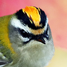 Common Firecrest - (Regulus ignicapilla)