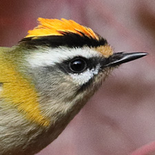 Common Firecrest - (Regulus ignicapilla)