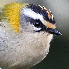 Common Firecrest - (Regulus ignicapilla)