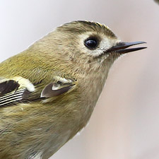 Roitelet hupp - (Goldcrest)