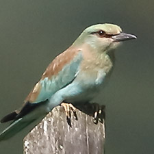 European Roller - (Coracias garrulus)