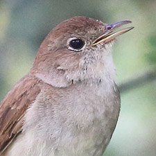 Common Nightingale - (Luscinia megarhynchos)