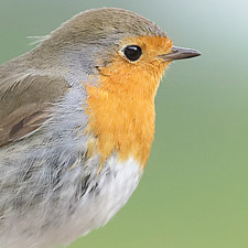 European Robin - (Erithacus rubecula)