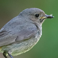 Black Redstart - (Phoenicurus ochruros)