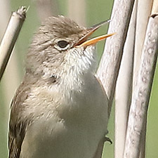 Common Reed-warbler - (Acrocephalus scirpaceus)