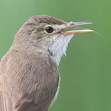 Common Reed-warbler - (Acrocephalus scirpaceus)