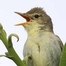 Rousserolle verderolle - (Marsh Warbler)