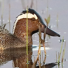 Garganey - (Spatula querquedula)