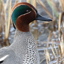 Common Teal - (Anas crecca)