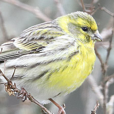 European Serin