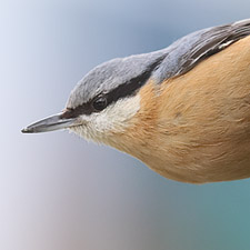 Eurasian Nuthatch