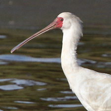 African Spoonbill - (Platalea alba)