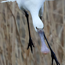 Eurasian Spoonbill