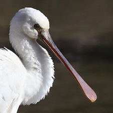 Eurasian Spoonbill - (Platalea leucorodia)