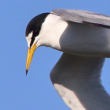 Little Tern - (Sternula albifrons)