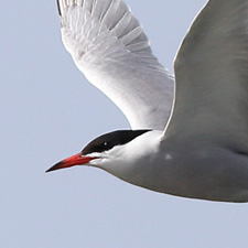 Common Tern - (Sterna hirundo)