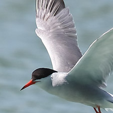 Common Tern - (Sterna hirundo)