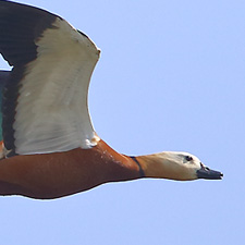 Tadorne casarca - (Ruddy Shelduck)