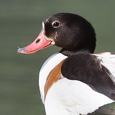 Tadorne de Belon - (Common Shelduck)